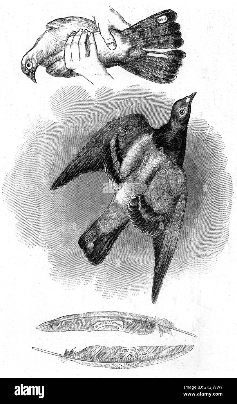 Le pigeon porteur transporta des expéditions hors de Paris pendant la guerre franco-prussienne (1870-1871). Le message a été joint à la plume de queue centrale. D'autres plumes de queue ont été estampillées pour identification. Gravure (Londres, novembre 1870). Banque D'Images