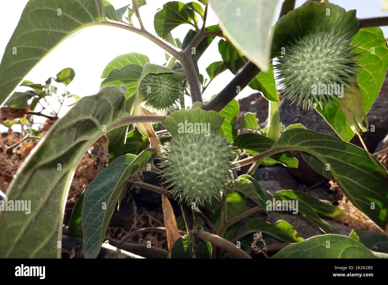 Gemeiner Stechapfel, WeiÃŸer Stechapfel (Datura stramonium) - Samenkapsel Banque D'Images