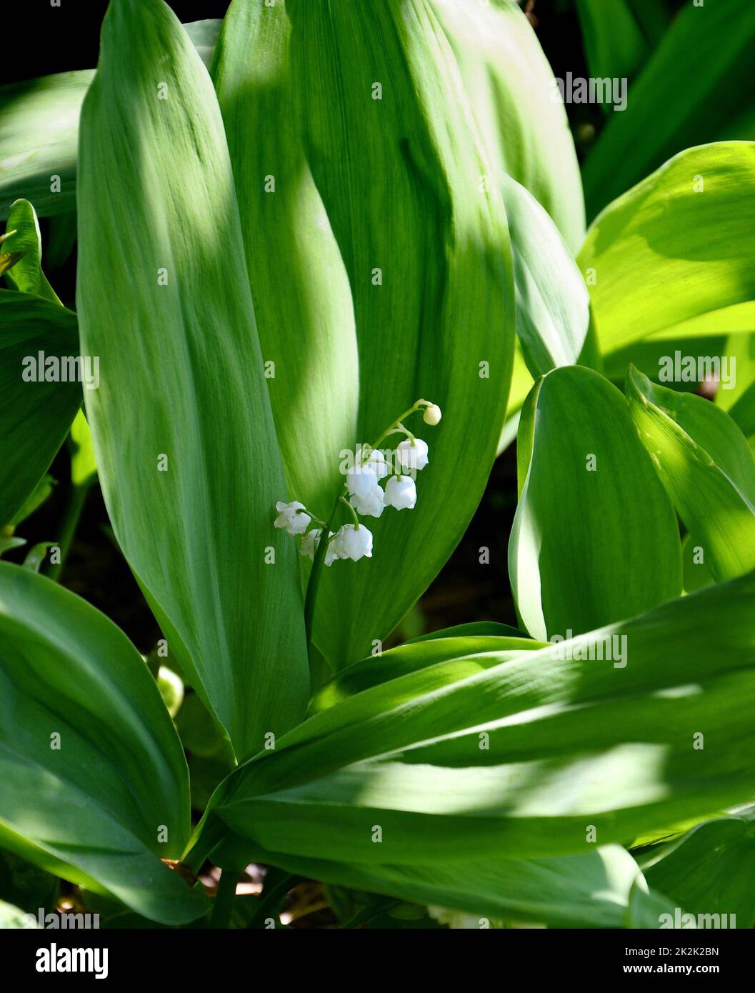 Le Lily de la fleur de vallée (Lat. Convallaria) est blanc Banque D'Images