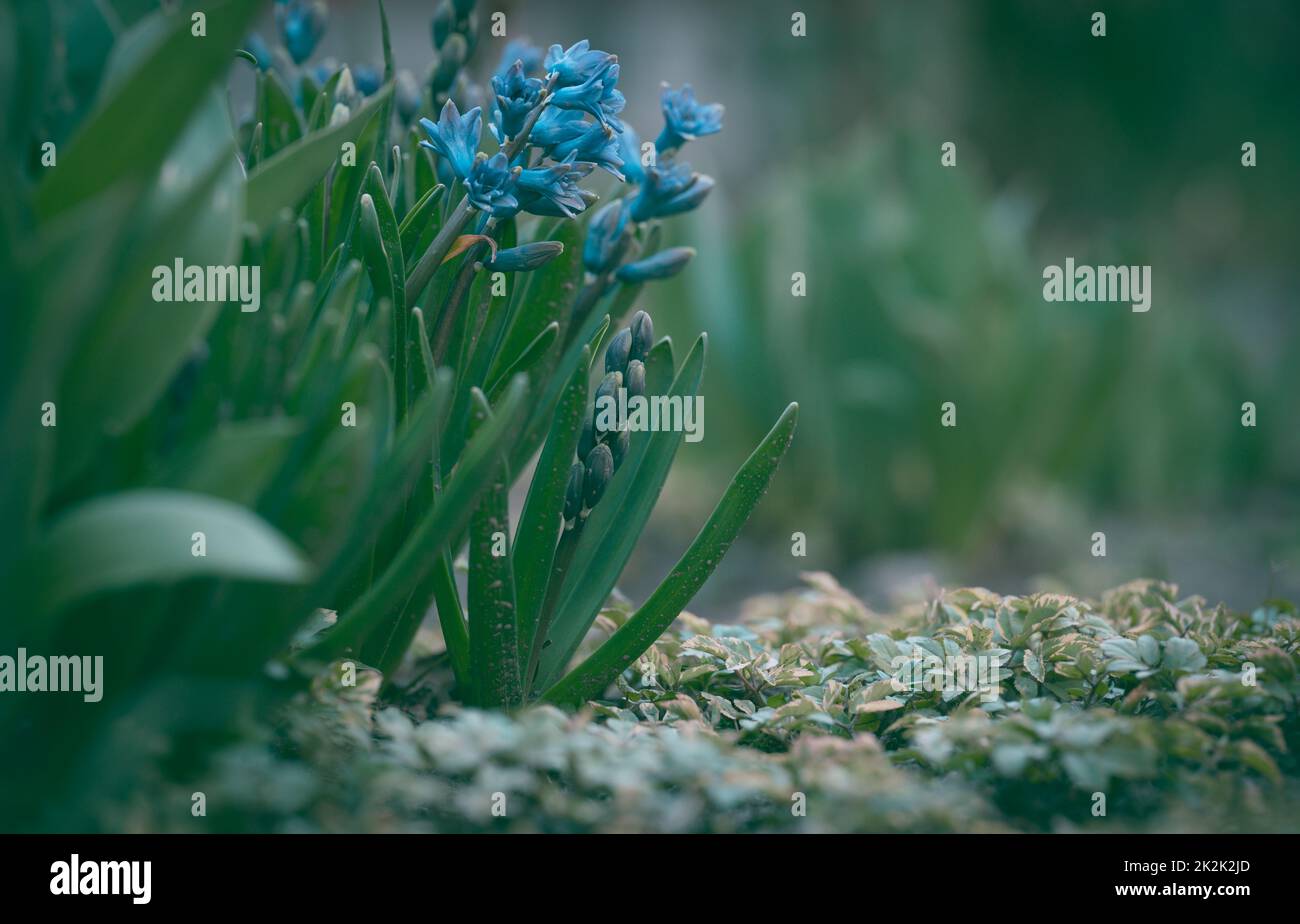 Jacinthe bleue en fleurs dans le jardin lors d'un après-midi ensoleillé d'été Banque D'Images