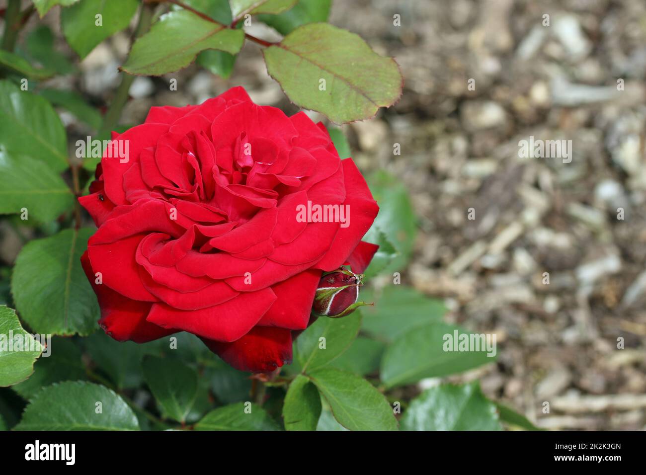 Fleur de rose rouge en gros plan Banque D'Images