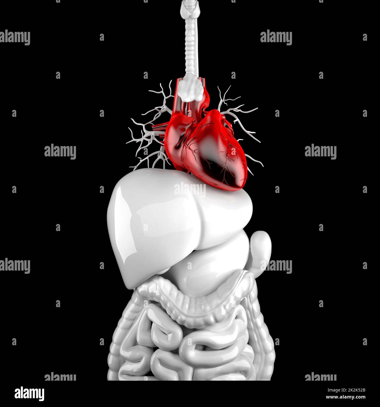 Cœur humain. 3d illustration anatomique. Masque Banque D'Images