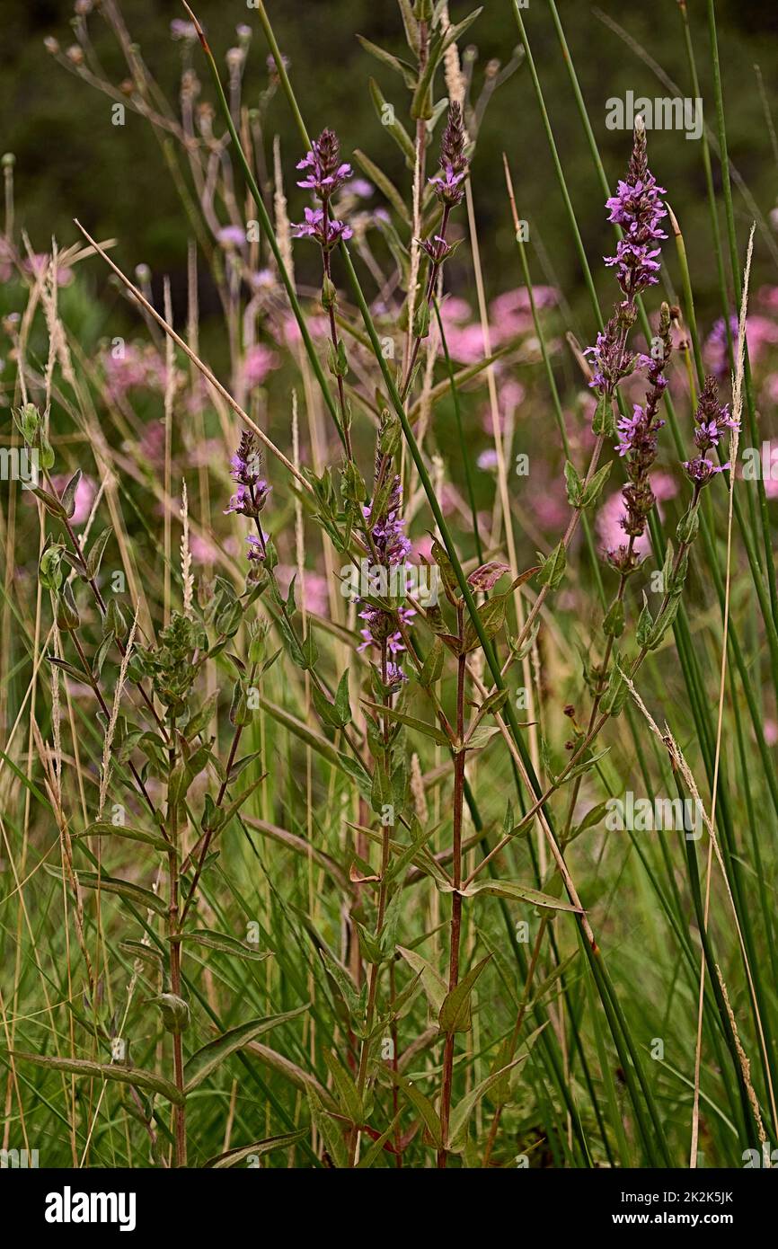 Ensembles de fleurs violettes au printemps. Salvia nemorosa. Salvia Banque D'Images