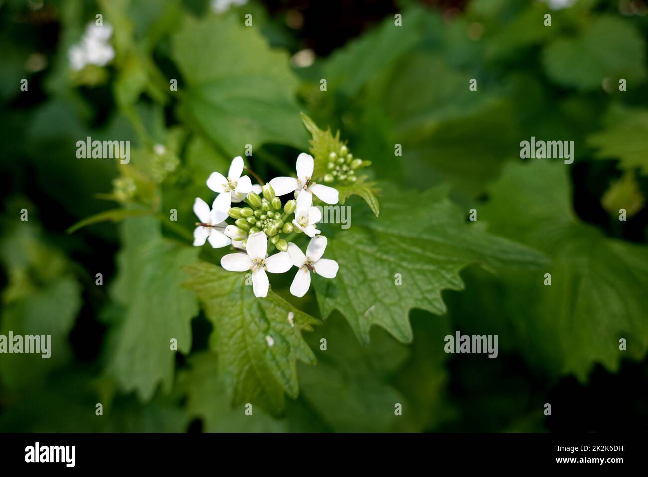 Knoblauchsrauke (Alliaria petiolata) - blühende Pflanze Banque D'Images