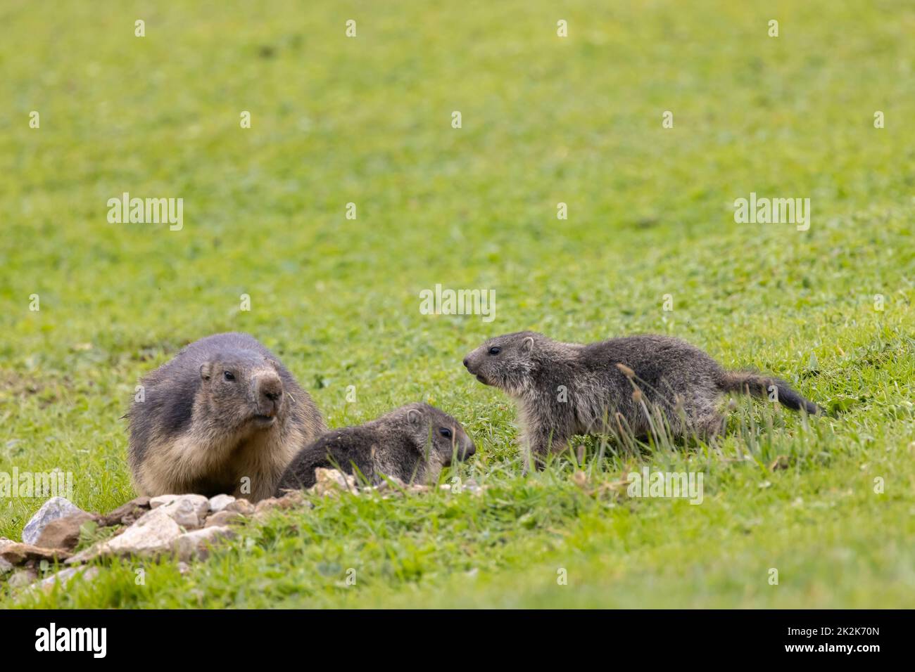 Marmot près de Tignes, Vallée de la Tarentaise, département Savoie, région Auvergne-Rhône-Alpes, France Banque D'Images
