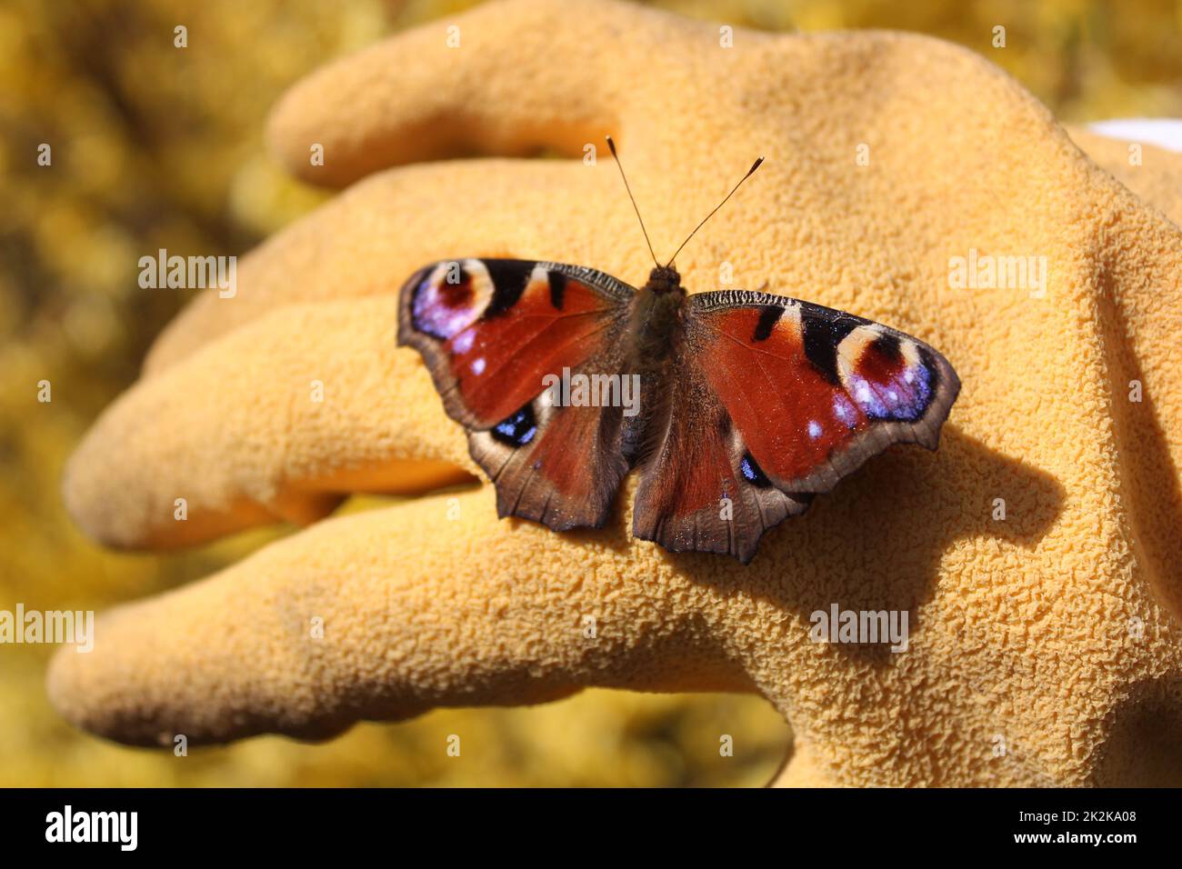 un papillon paon sur une main Banque D'Images