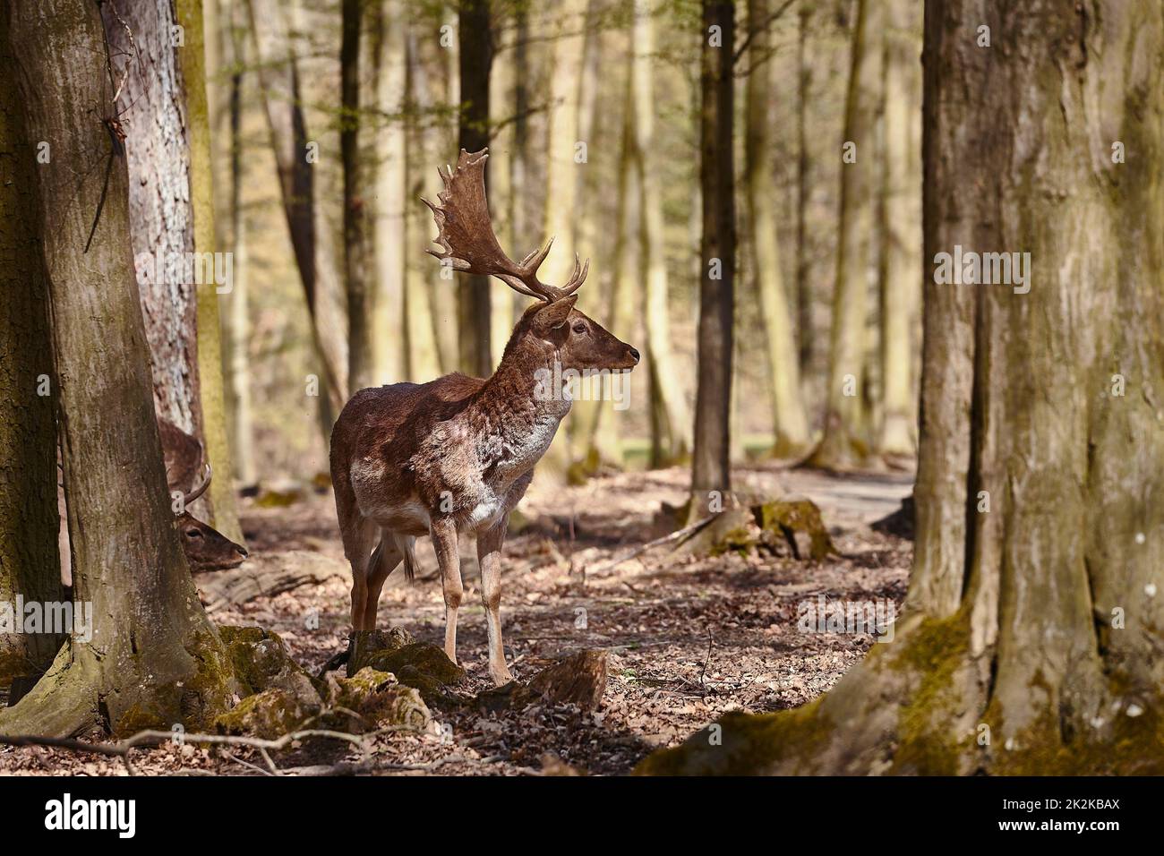 Dans les bois de cerf Banque D'Images