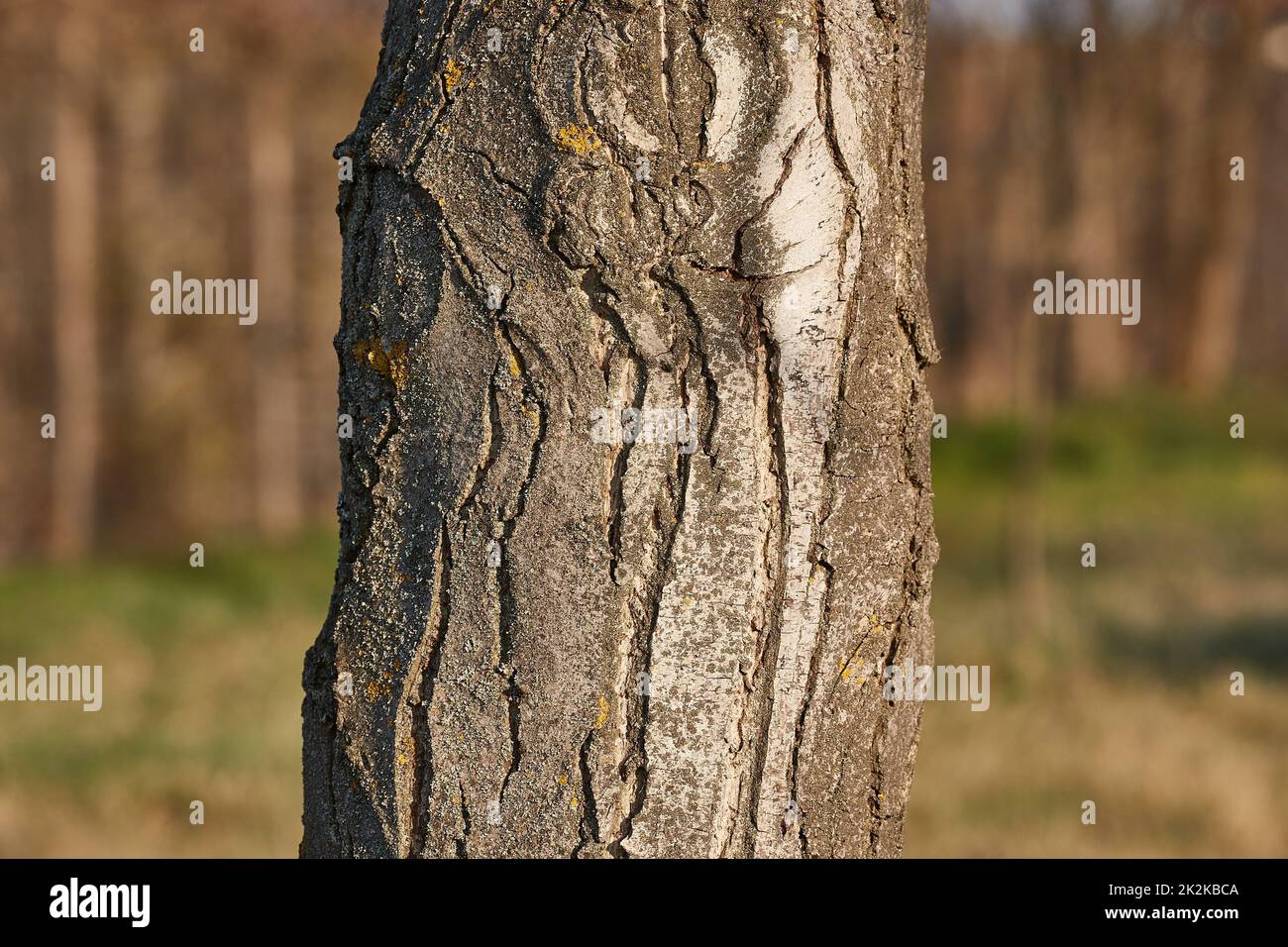 Tronc d'arbre dans une forêt Banque D'Images