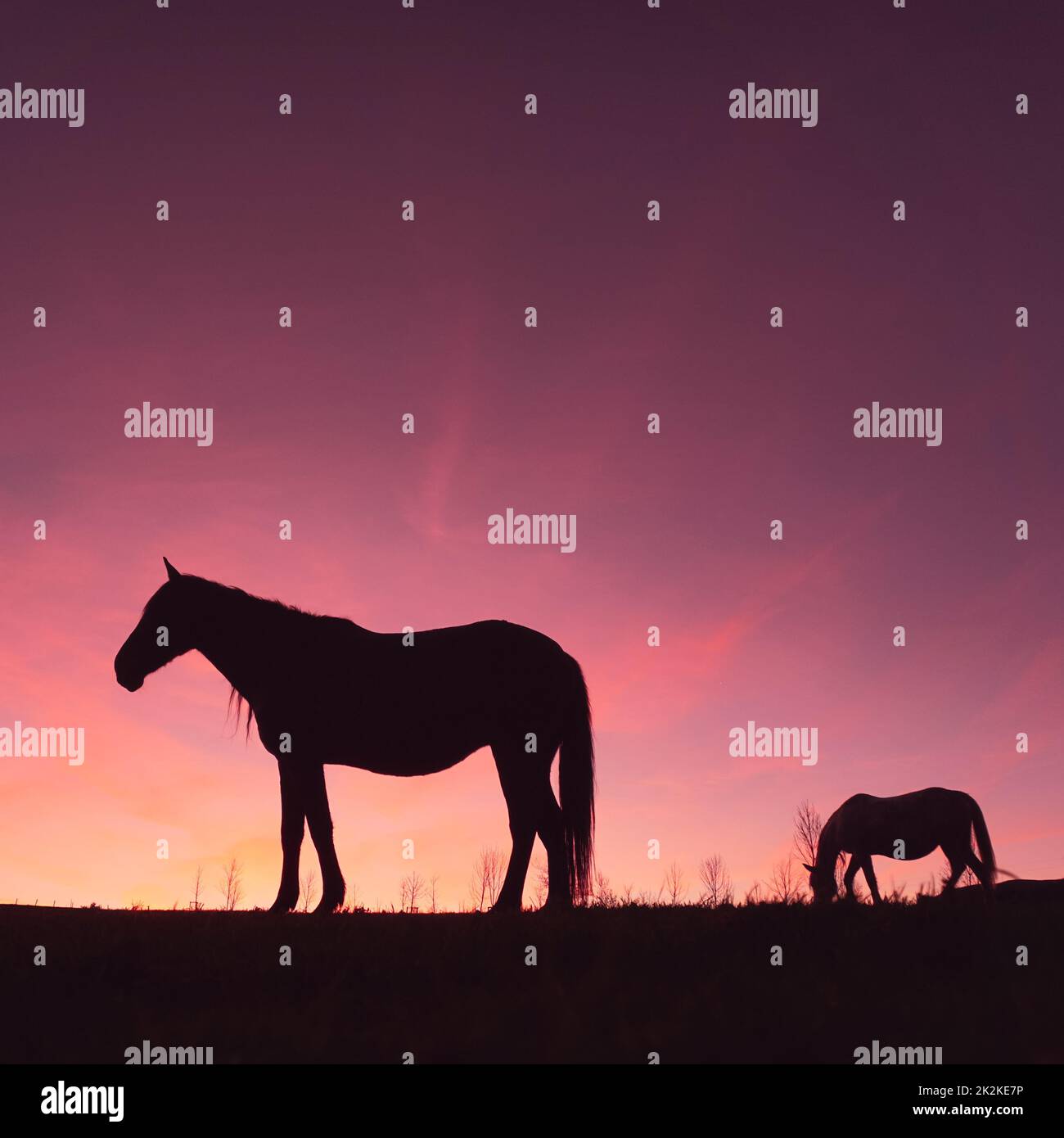 silhouette de cheval à la campagne et magnifique coucher de soleil Banque D'Images