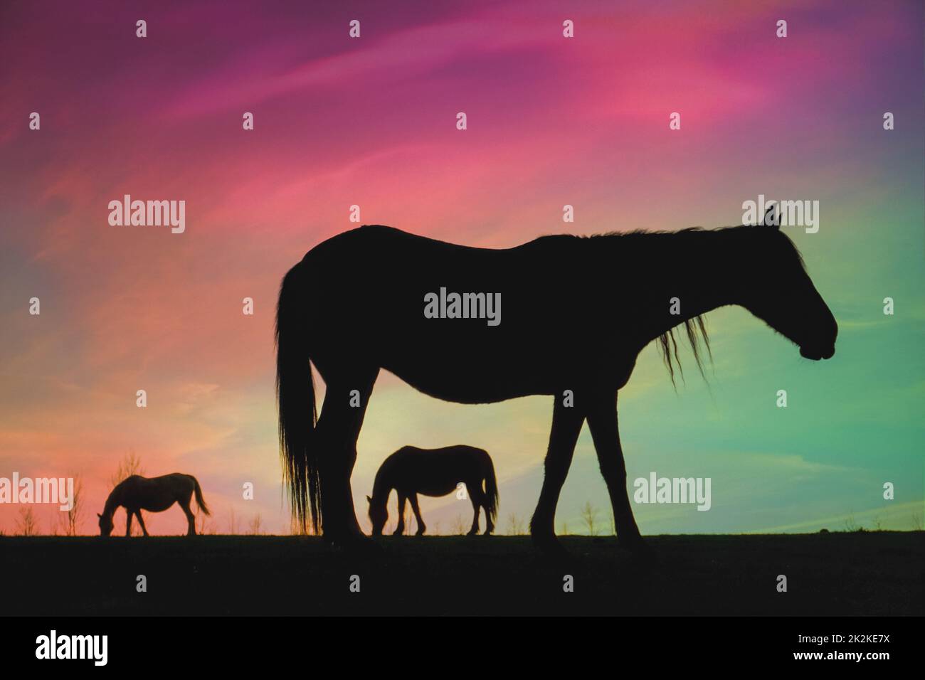silhouette de cheval à la campagne et magnifique coucher de soleil Banque D'Images