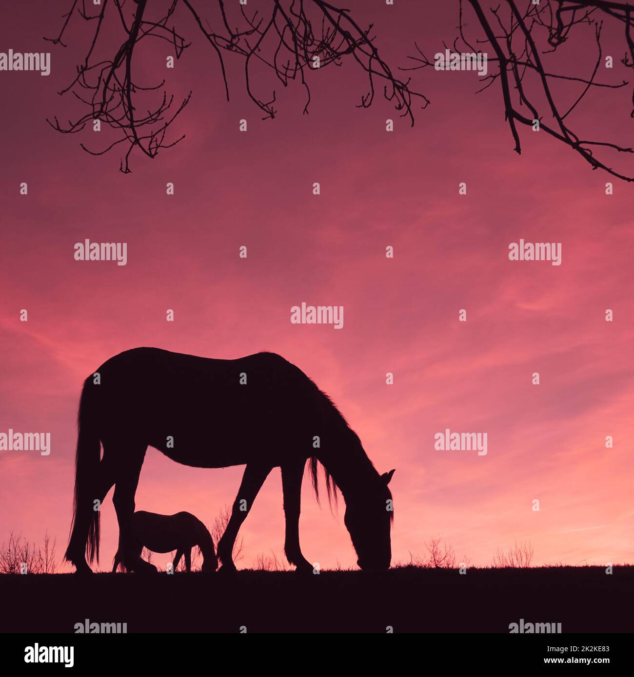 silhouette de cheval à la campagne et magnifique coucher de soleil Banque D'Images