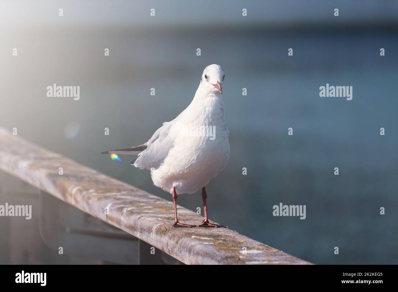 mouettes dans le port Banque D'Images