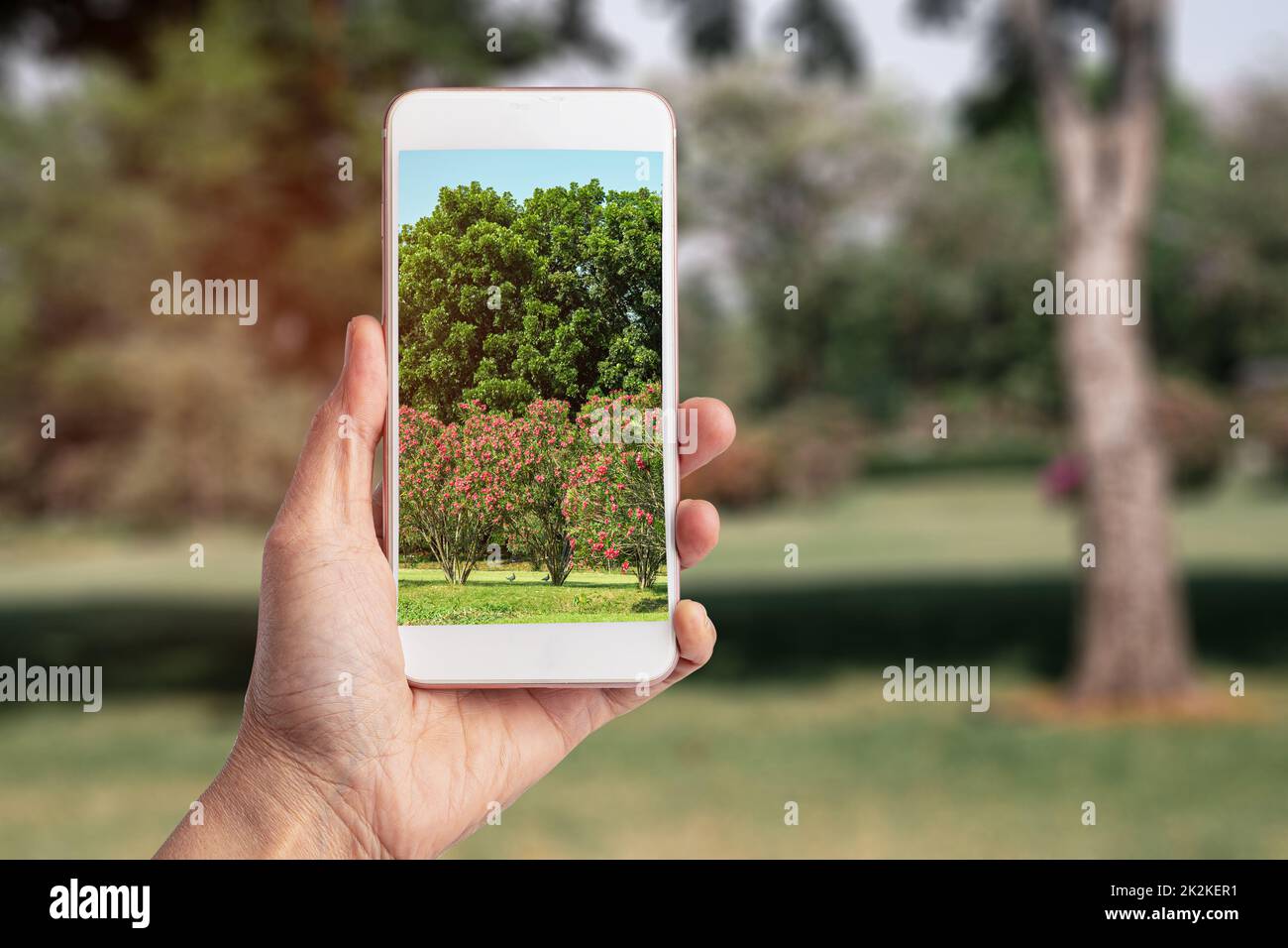 Prendre des photos avec un smartphone au parc naturel, à la technologie et au style de vie moderne. Banque D'Images