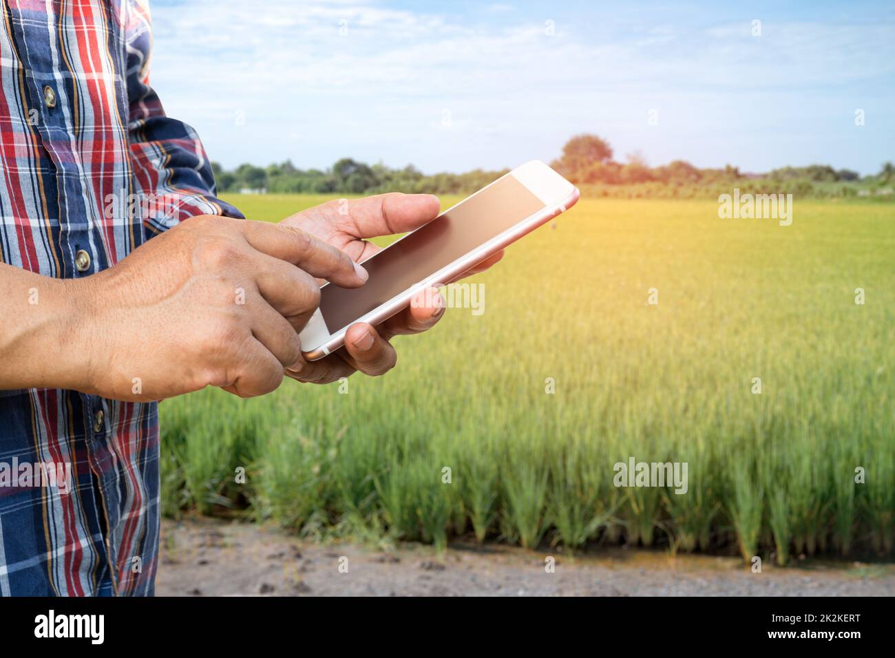 Les agriculteurs utilisent le téléphone mobile numérique pour recueillir, rapporter et analyser des données dans l'agriculture rizicole, concept d'agriculture intelligente. Banque D'Images