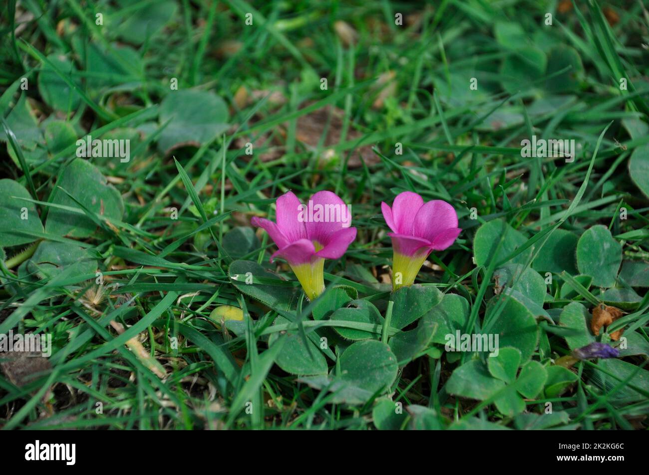 Oxalis purpurea sur une pelouse à Porto Banque D'Images