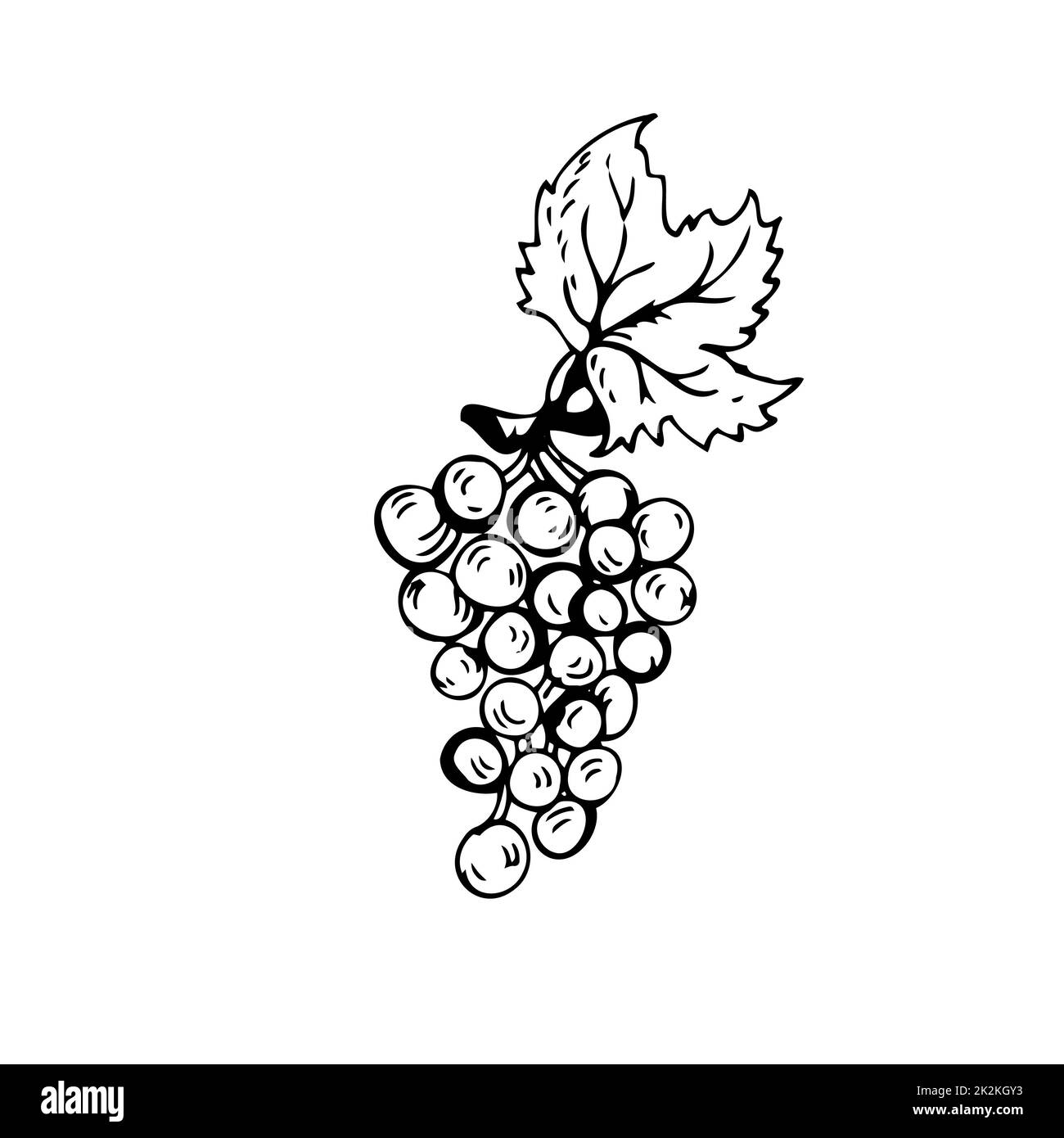 Raisins fines lignes noires sur fond blanc - Vector Banque D'Images