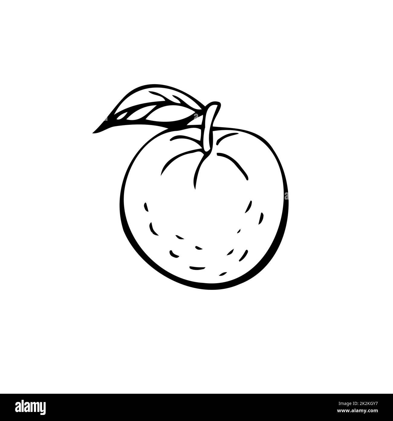 Tangerines fines lignes noires sur fond blanc - vecteur Banque D'Images