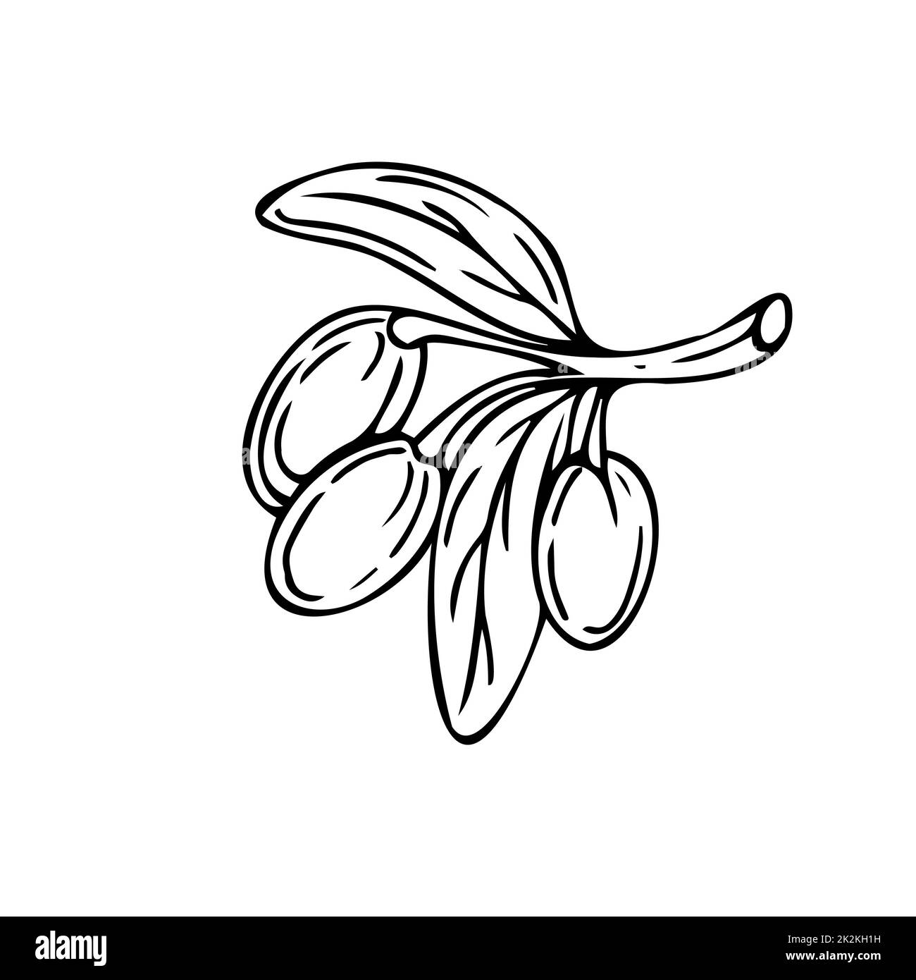 Olives sur une branche fines lignes noires sur fond blanc - vecteur Banque D'Images