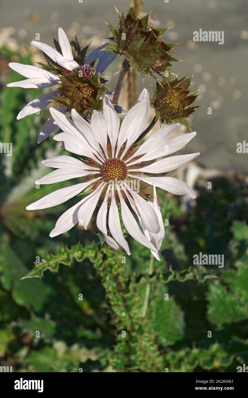 Image en gros plan de la fleur de berkheya violette Banque D'Images