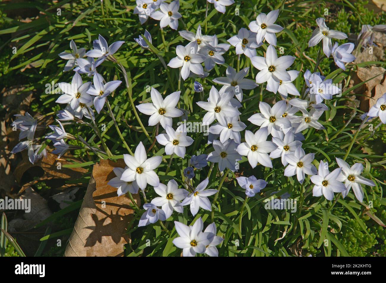Gros plan sur les fleurs de Springstar Banque D'Images