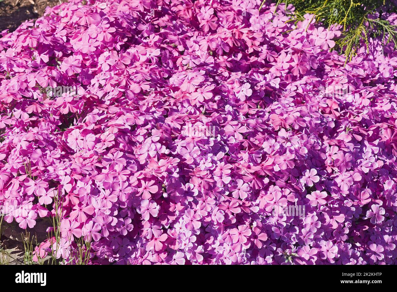 Image en gros plan des fleurs de phlox qui rampent. Banque D'Images