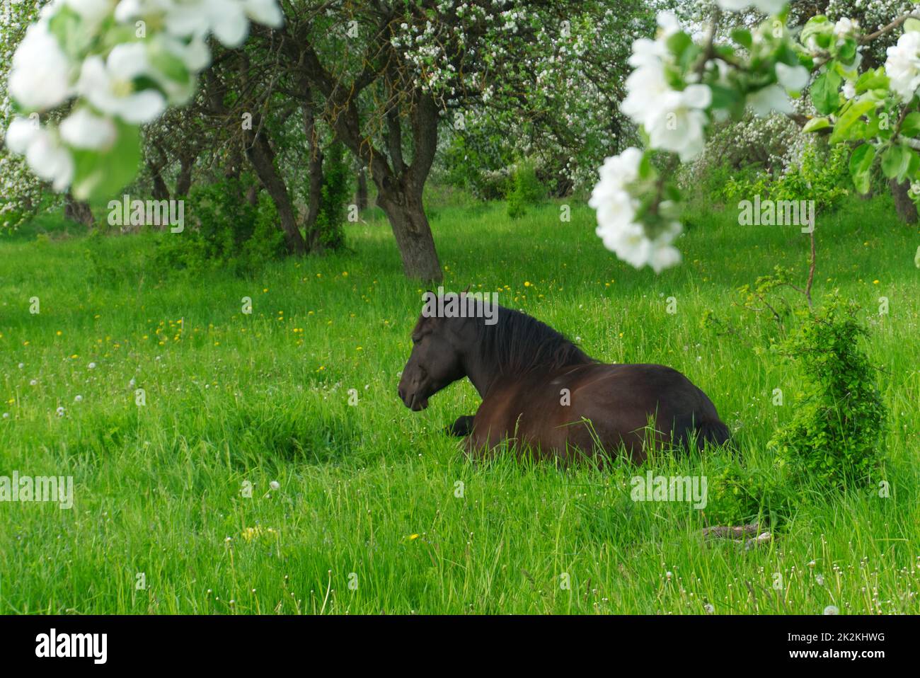 Jeune cheval brun reposant dans une herbe verte luxuriante Banque D'Images