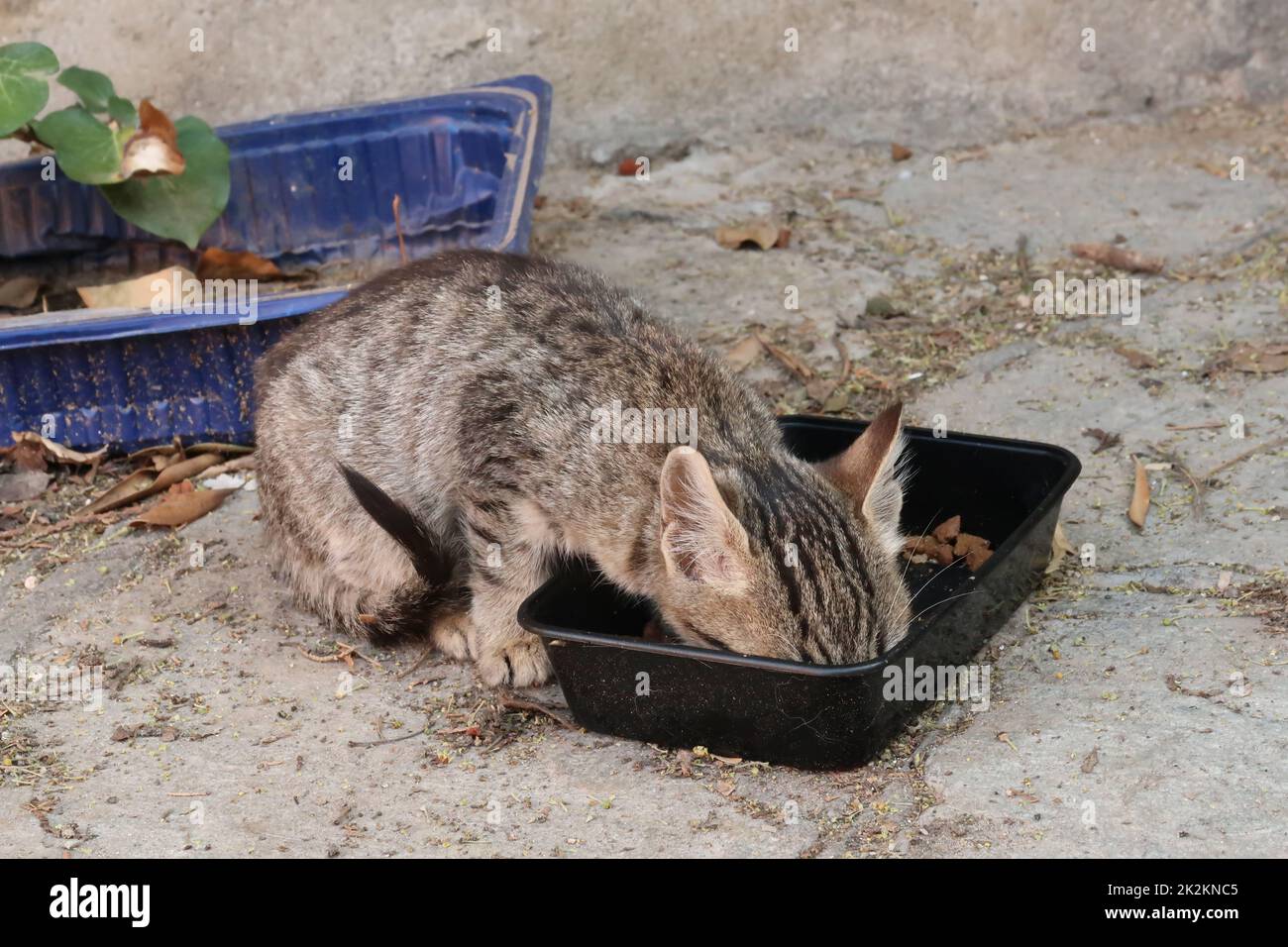 Chaton affamé en train de manger à partir d'un plateau en plastique dans le quartier d'Ano poli, à Thessalonique Banque D'Images