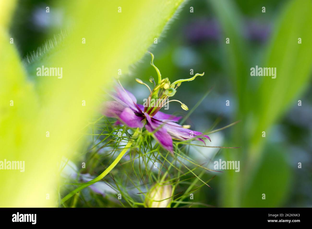 Caraway noir - violet Banque D'Images