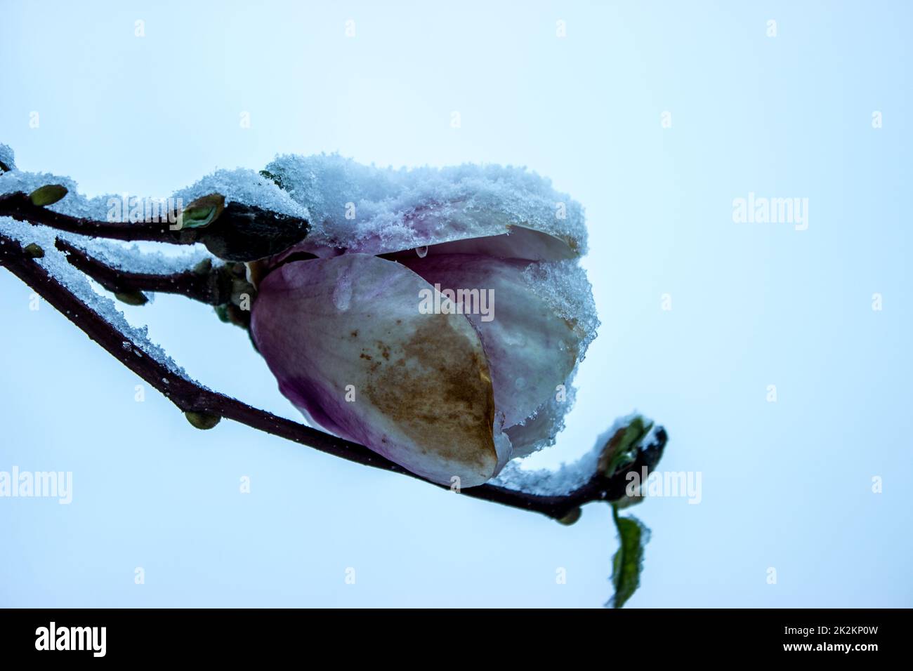 Fleurs de magnolia enneigées Banque D'Images