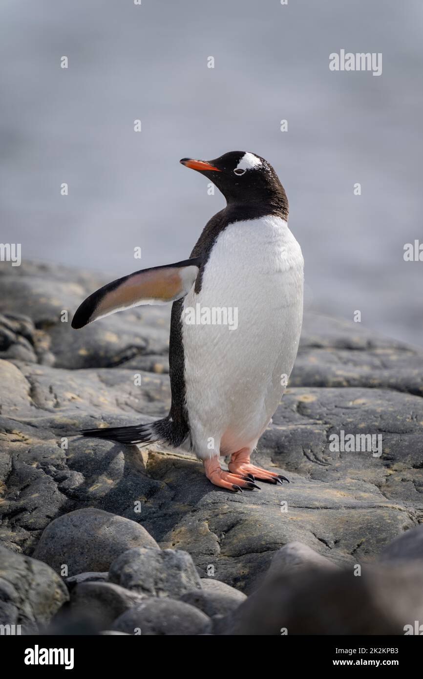 Le pingouin Gentoo est sur la tête rotative Banque D'Images