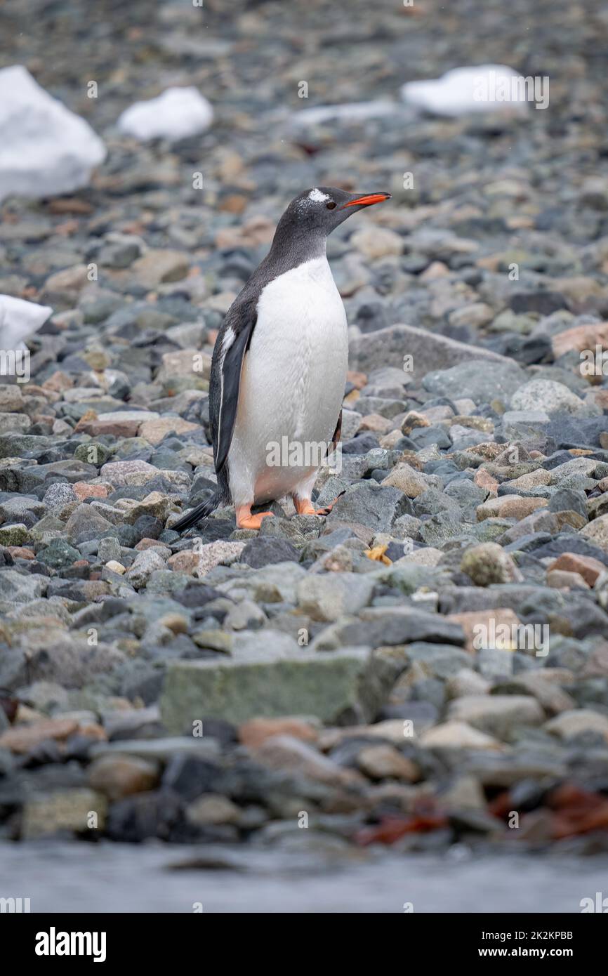 Le pingouin Gentoo se tient sur le shingle regardant à droite Banque D'Images