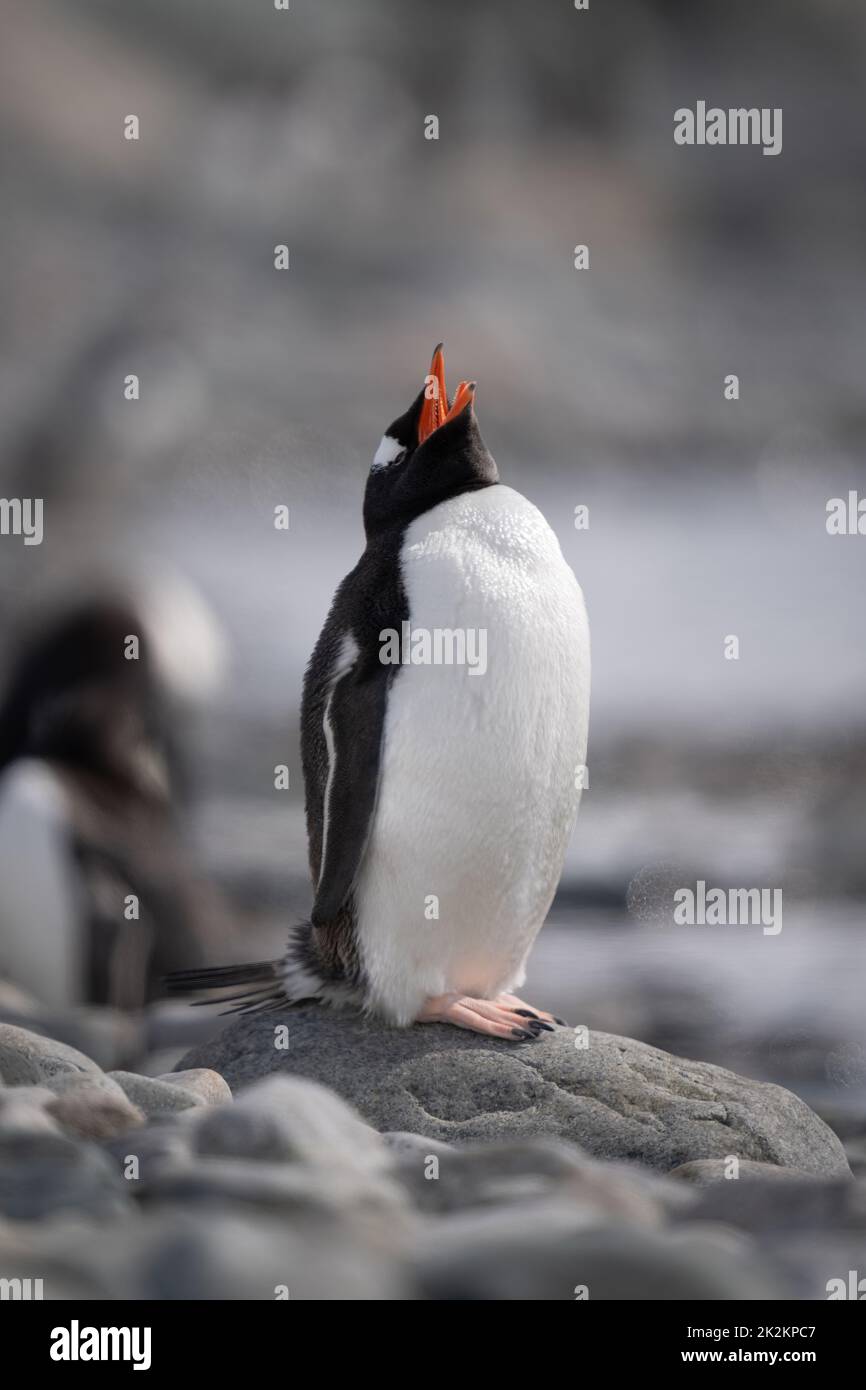 Le pingouin Gentoo se dresse sur des rochers baignés de soleil Banque D'Images