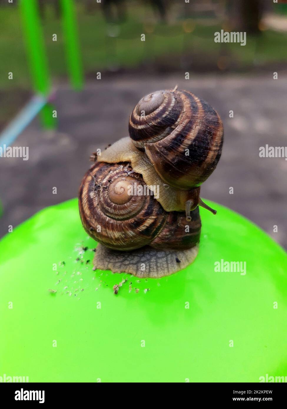 Gros plan sur les escargots de raisin Banque D'Images