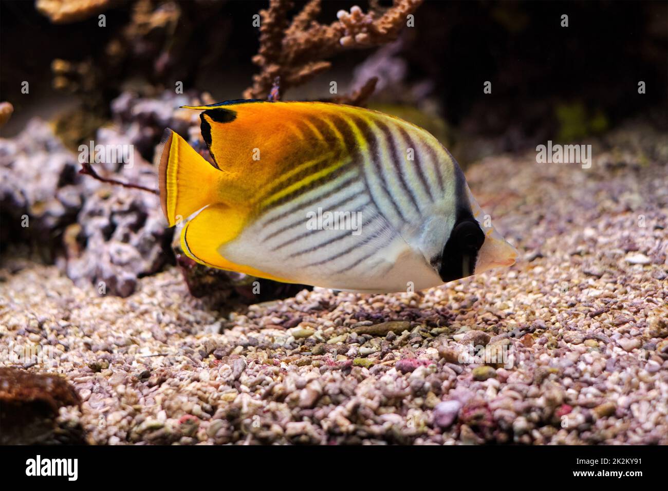 Poisson-mouche à nageoires de mer Chaetodon auriga poisson sous l'eau en mer Banque D'Images