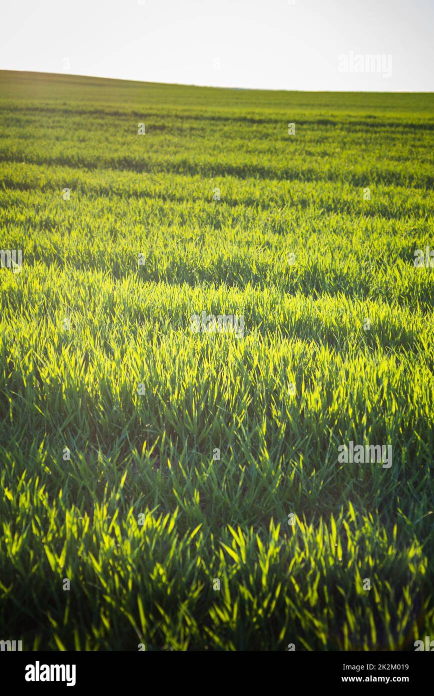 Champ de ferme vert au printemps dans le Burgenland Banque D'Images