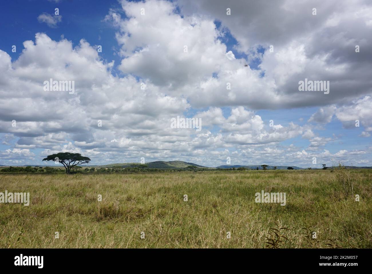 Les vastes terres du Bush du Parc National du Serengeti Banque D'Images