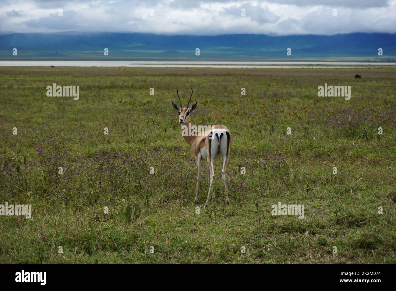 Observation de la Gazelle de Thomson dans le cratère de Ngorongoro Banque D'Images