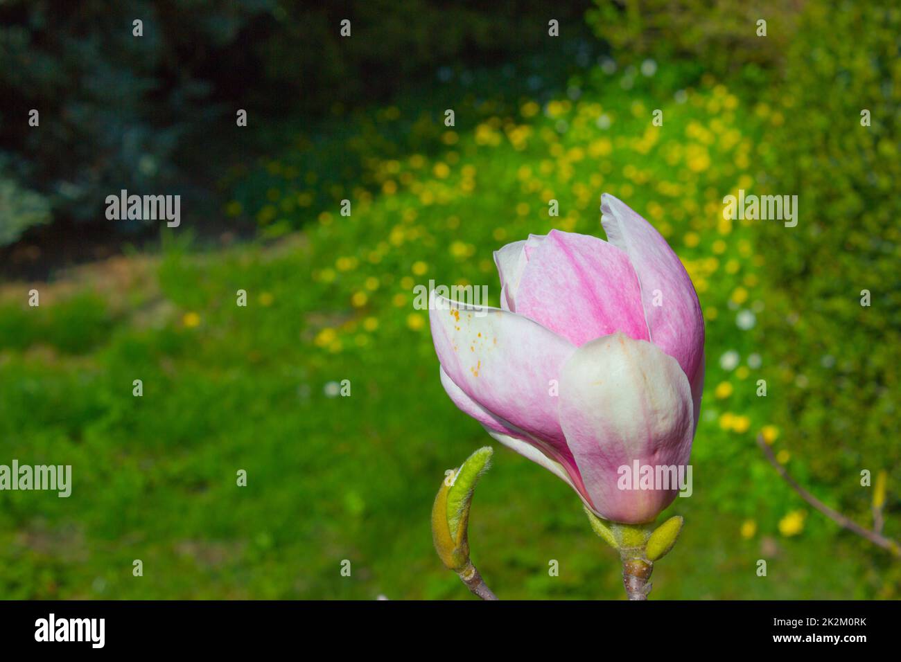 La première fleur de printemps du magnolia Banque D'Images