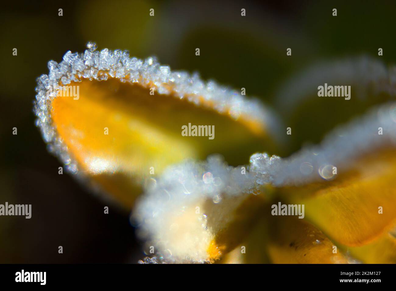 Cristaux de glace sur une feuille. Banque D'Images