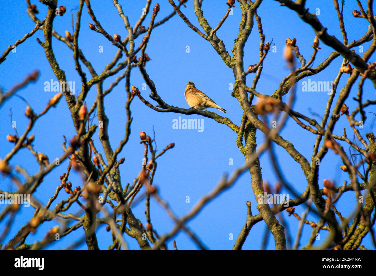 Un filet de sang, également appelé linnet ou finch de lin sur un arbre. Banque D'Images