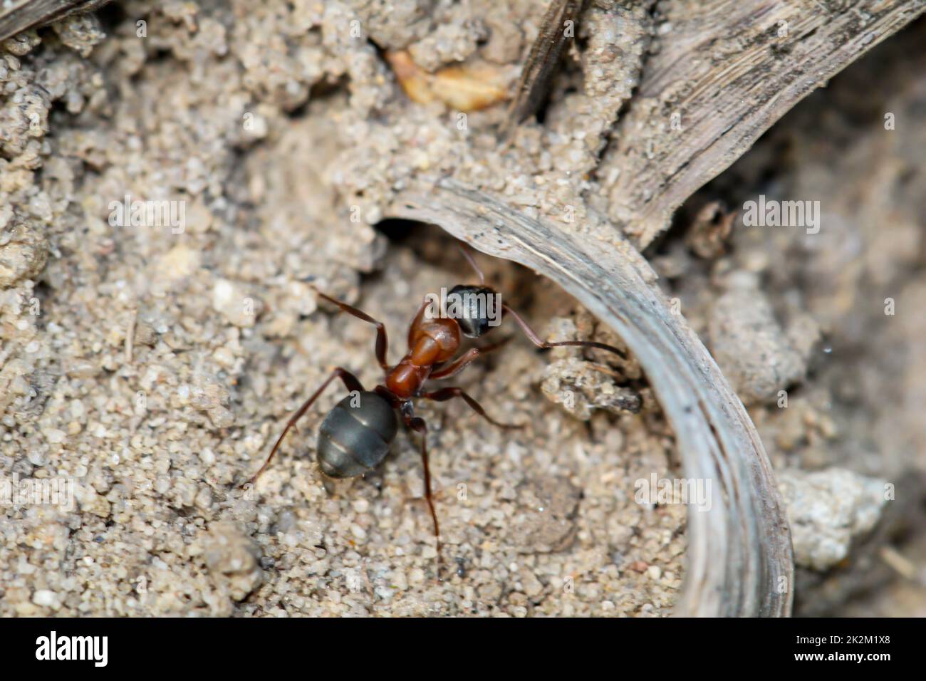 Un grand fourmis sur sol sablonneux, avec un abdomen de la arrière noire et une queue brune. Banque D'Images