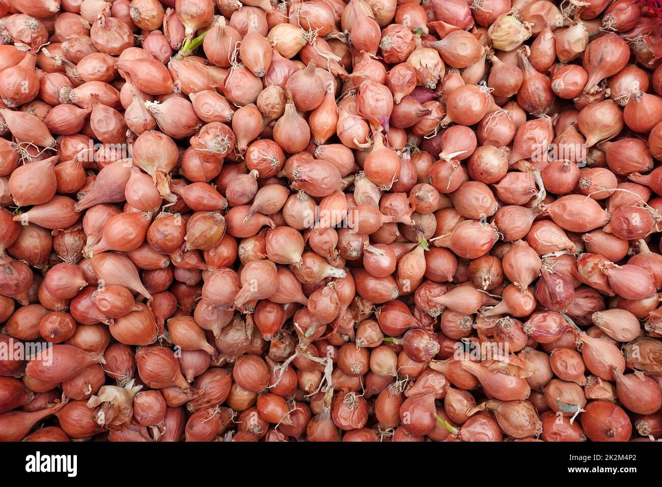 Bulbes d'échalotes non emballés vendus dans des sacs en tissu dans des magasins de semences, graines d'échalotes pour la plantation dans le jardin Banque D'Images