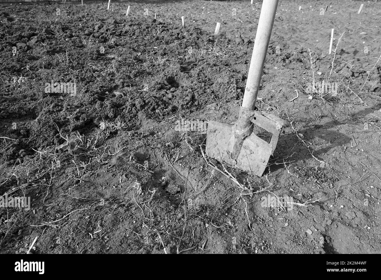 préparation du sol pour la plantation au printemps, binage avec une pelle de creusement Banque D'Images