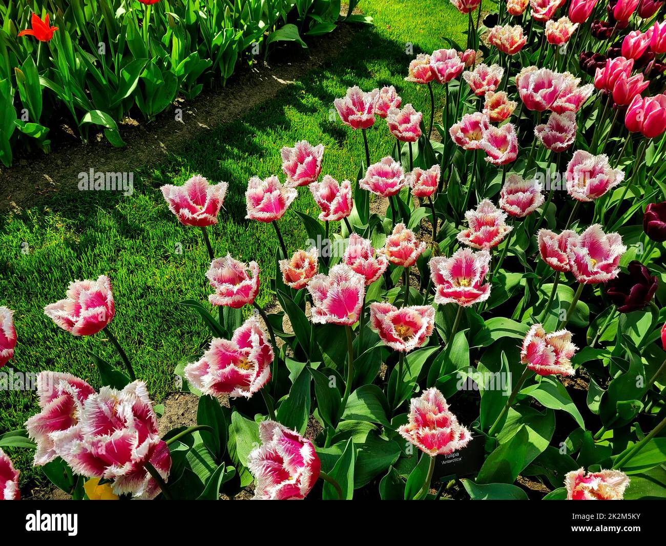 Superbes tulipes en gros plan. Banque D'Images