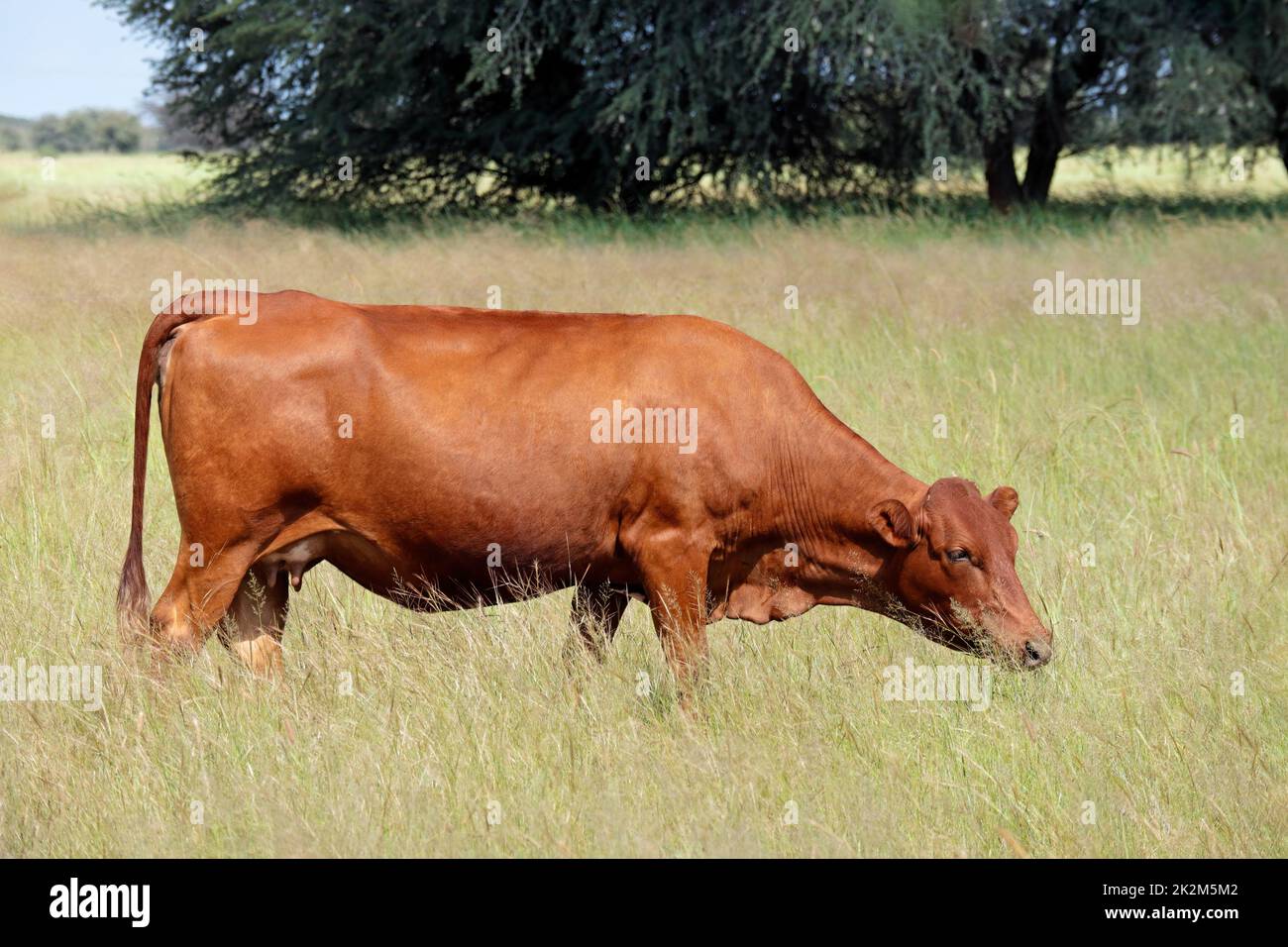 Élevage de vaches en liberté dans une ferme rurale Banque D'Images