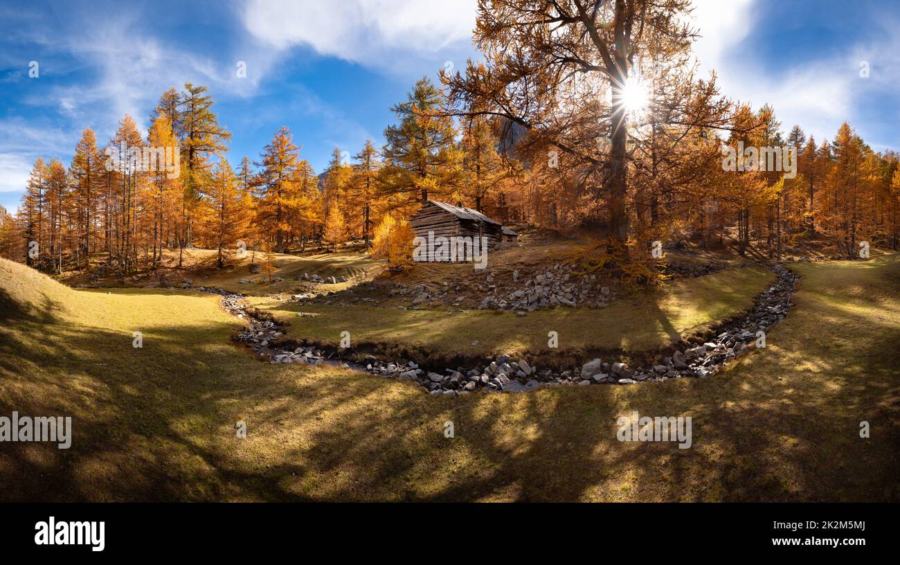 Mélèze aux couleurs de l'automne dans le Parc National du Mercantour (panoramique). Vallon de la Braisse, Alpes Maritimes, Alpes, France Banque D'Images