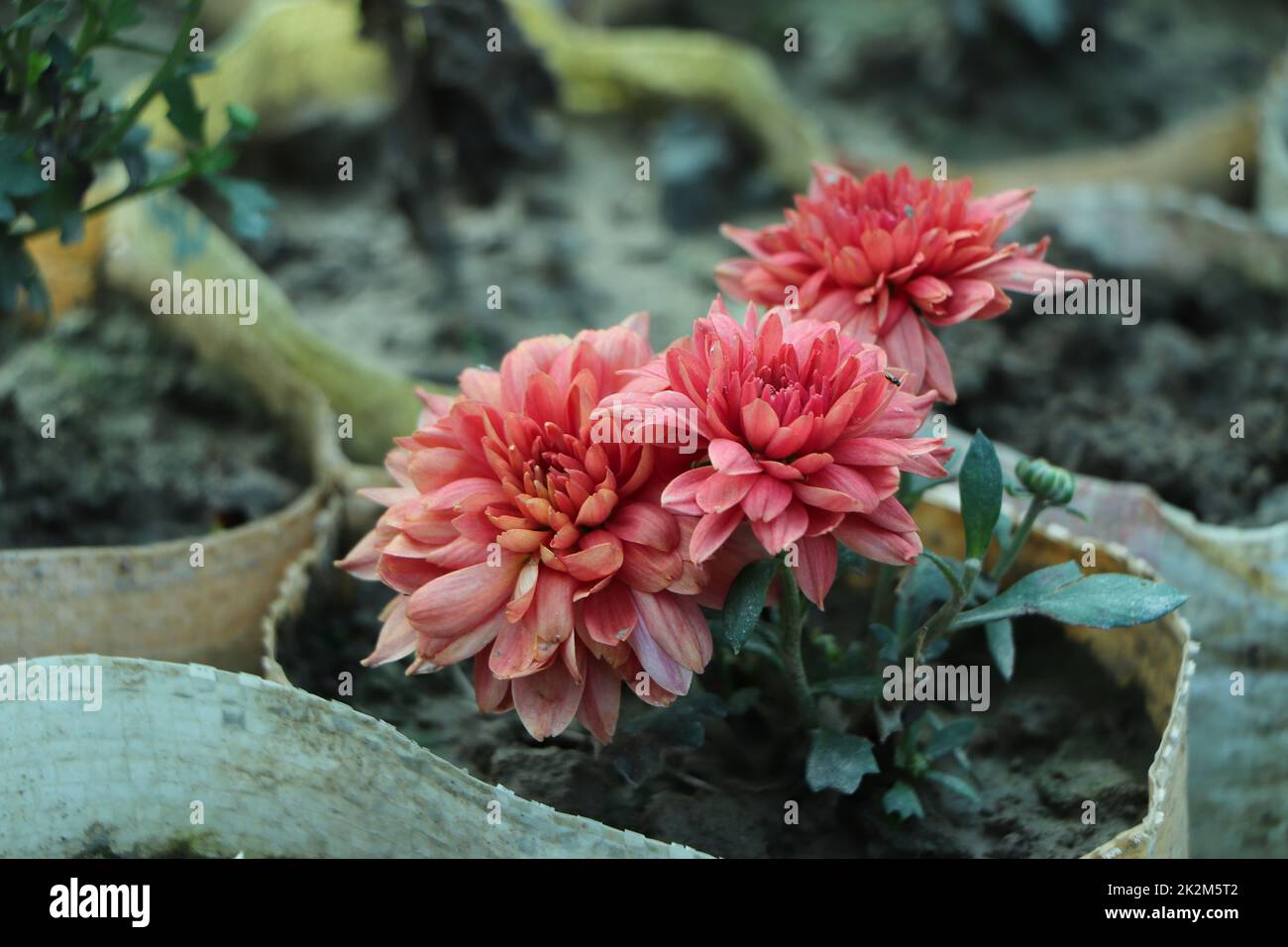 Dahlia Chrysanthemum gros plan couleur orange arrière-plan isolé Banque D'Images
