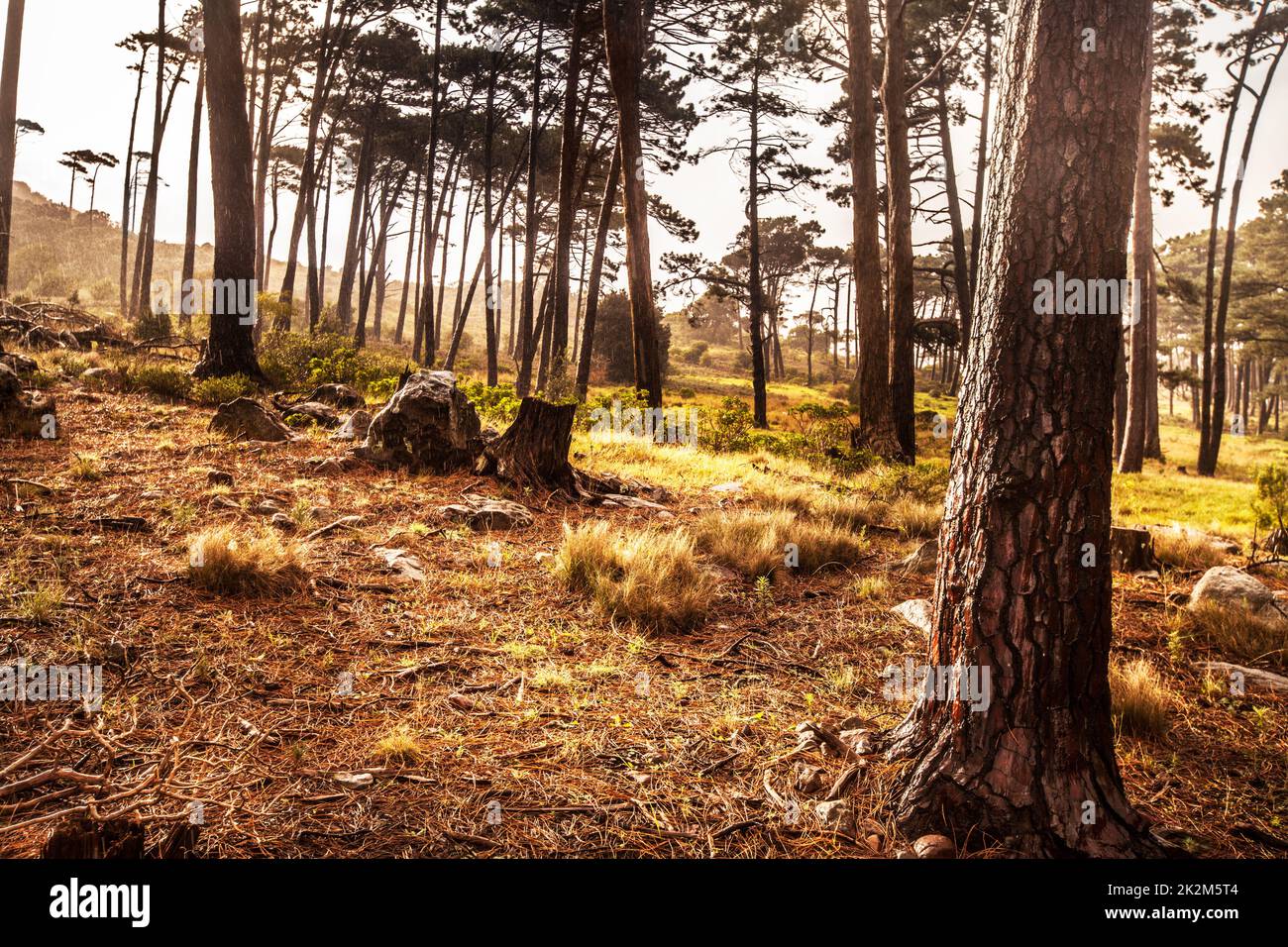 Le fournisseur à vos besoins. Photo d'un arbre coupé dans la forêt. Banque D'Images