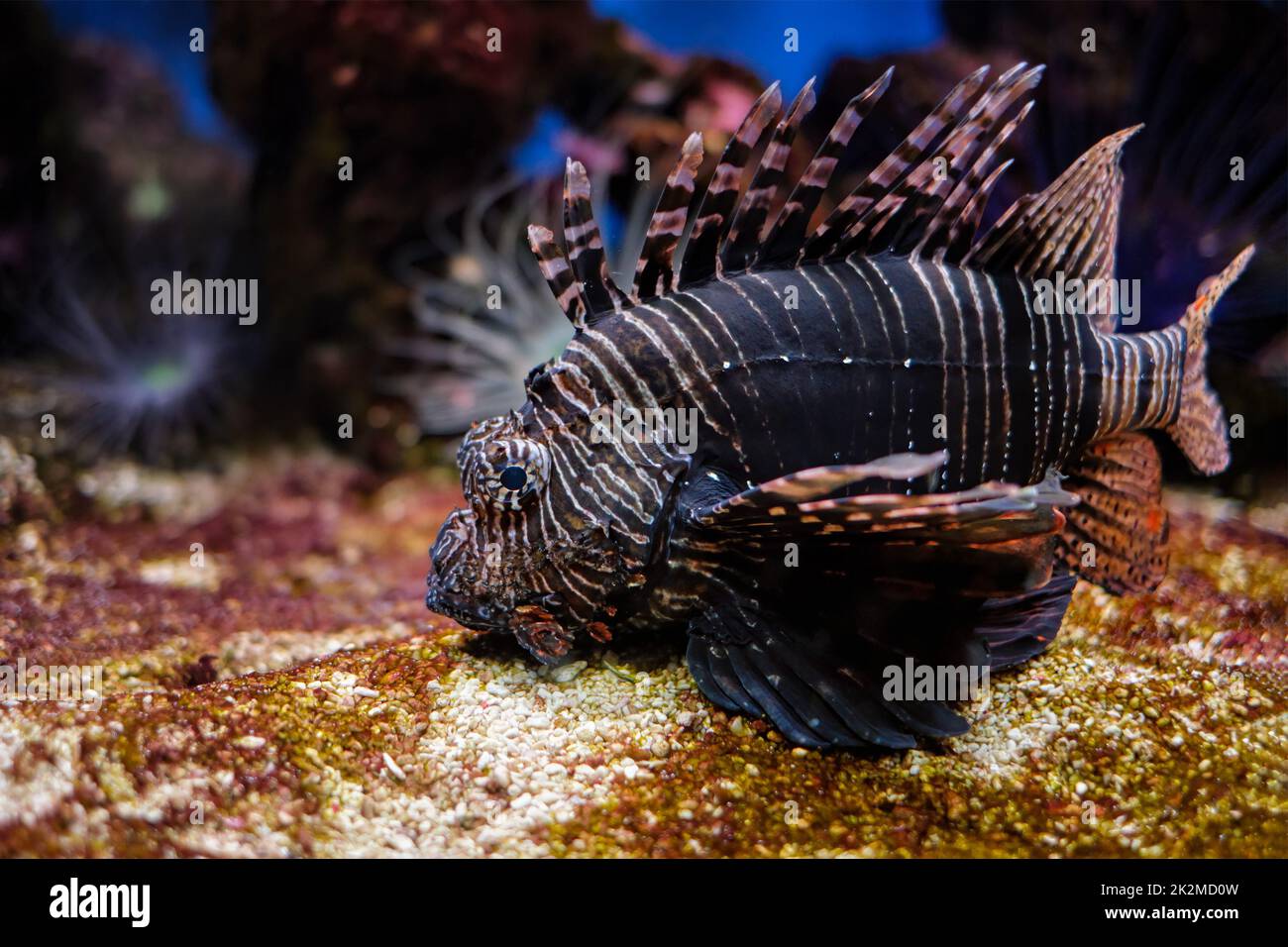 Poisson-lionfish rouge Pterois volitans poisson sous l'eau Banque D'Images
