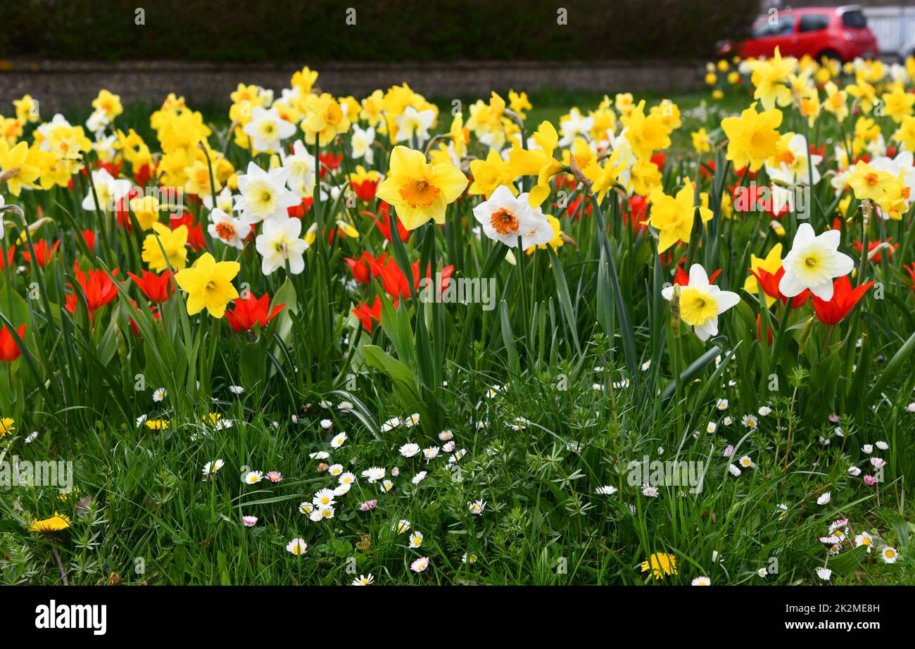 jonquilles et tulipes en fleurs dans la prairie Banque D'Images